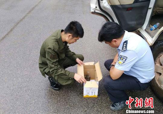 为使其得到更好的照料,目前,宁洱县森林公安民警已将其送至普洱太阳河