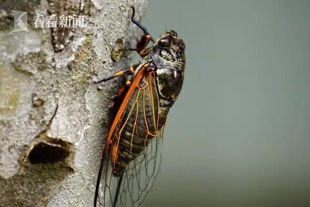 蒙古寒蝉(meimuna mongolica):该蝉广布全国,在上海区域内常见.