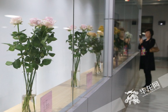 鲜花产地:亚洲最大鲜花交易市场 全国每10支花7支从这来 花卉市场每年还吸引不少游客前来观光旅游。记者 李文科 摄