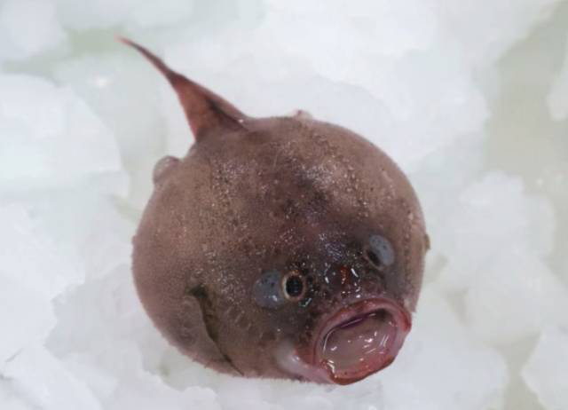 没人看就可以随便长了?深海生物的生存法则