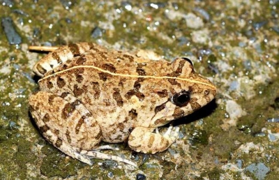 "二级国保"虎纹蛙重现扬州 腿上斑纹像虎皮 叫声如犬吠