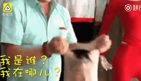 454_262gif 动态图 动图