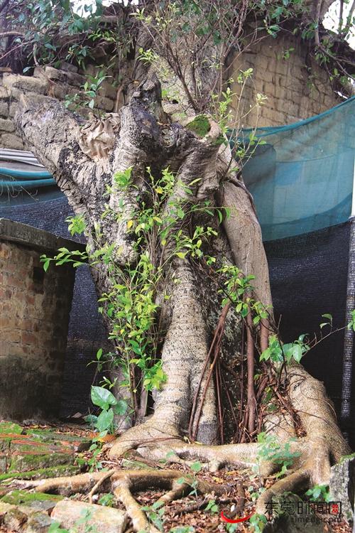 屏山村里最古老的榕树