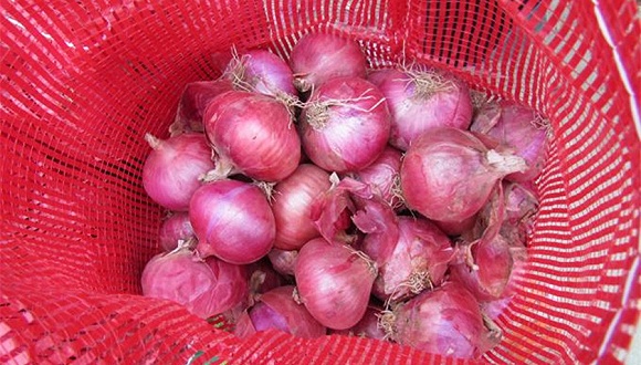 洋葱价格暴跌:一毛一斤没人要 经纪人血本无归