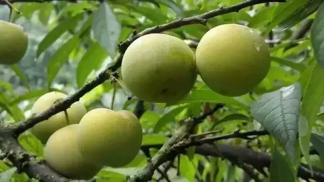 重庆夏季水果采摘最全地图,赶紧收藏!