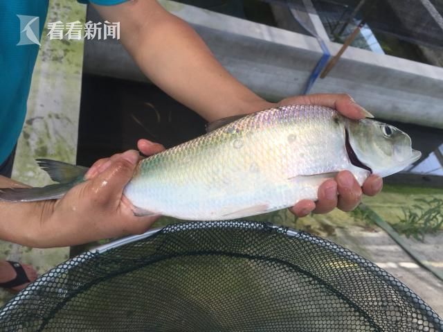 上海淡水鲥鱼人工繁育驯化首获成功存活率首次超过60