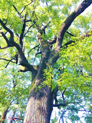 拐枣王入选全国"最美树王"