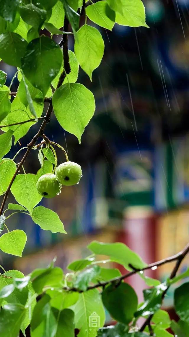 一场雨过,积水寸许,波平如镜;又时云蒸霞蔚,如梦似幻.