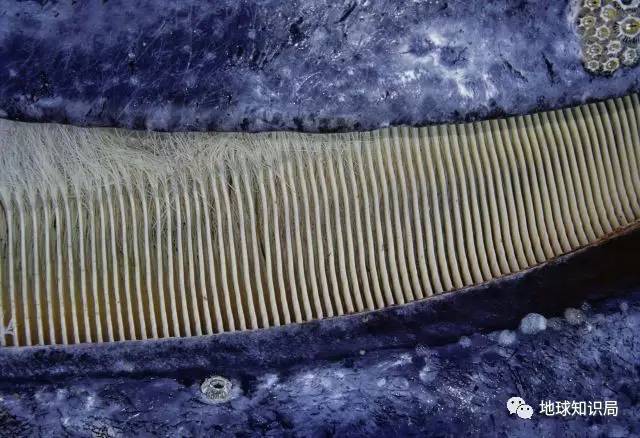 就是鲸鱼用来过滤海水中浮游生物的过滤器,相当于是鲸鱼的牙齿