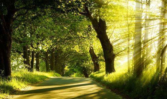 景观大道意向图片