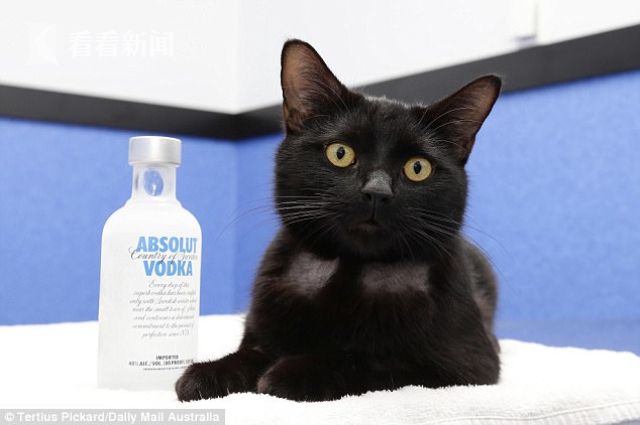 猫咪误食防冻液中毒濒死动物医院用伏特加救活了它