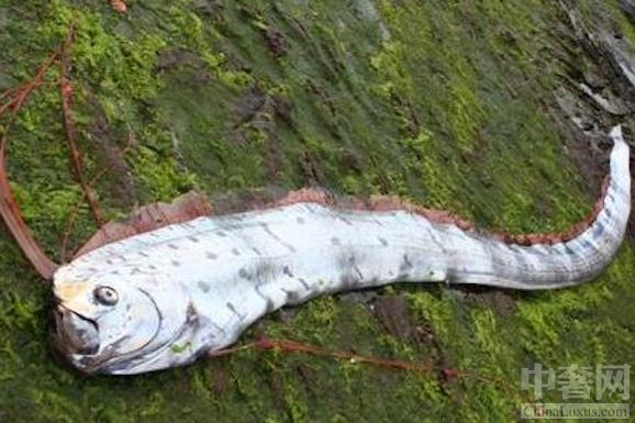 福建出现超大怪鱼 民警提醒切忌食用