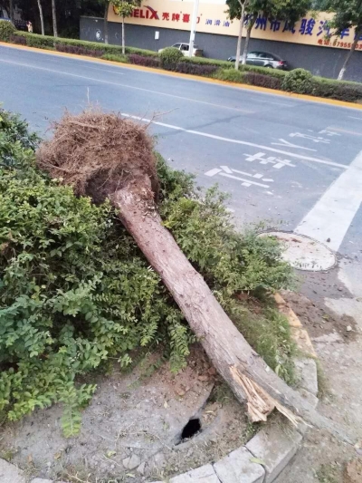 避让行人轿车冲进绿化带