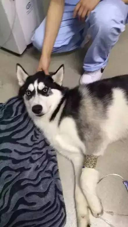 二哈被割蛋蛋之后,还以为会疯狂,结果.