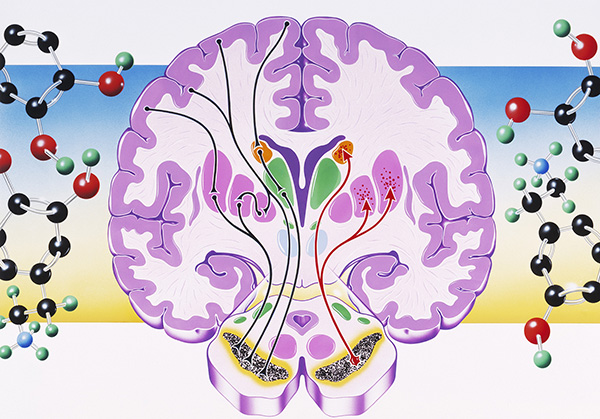 "当两人相互吸引时,丘脑就开始下令分泌爱的使者——多巴胺