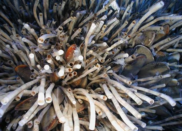 海洋管虫:地球长寿生物之一寿命可达300年