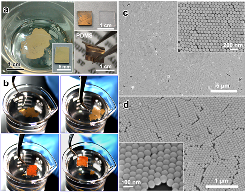 合肥研究院大面积自组装二维周期性金纳米颗粒阵列研究获进展