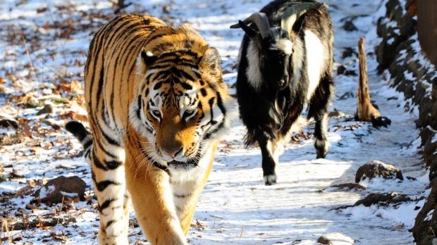 视频另类cp同框俄罗斯动物园上演虎羊恩爱秀