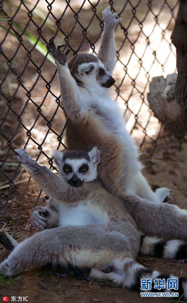 三伏天酷暑难耐看看小动物们如何花式避暑组图