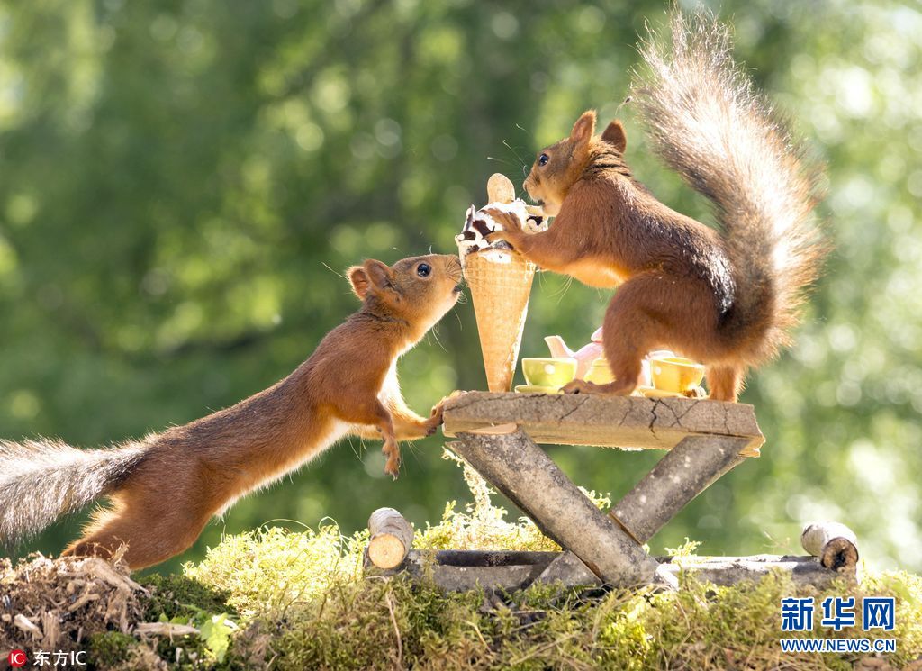 三伏天酷暑难耐看看小动物们如何花式避暑组图