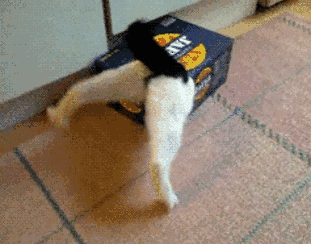 谁说所有的猫都是液体的?喵不服!