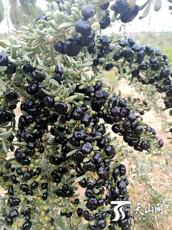 宁夏中卫市种植黑枸杞拓宽致富路