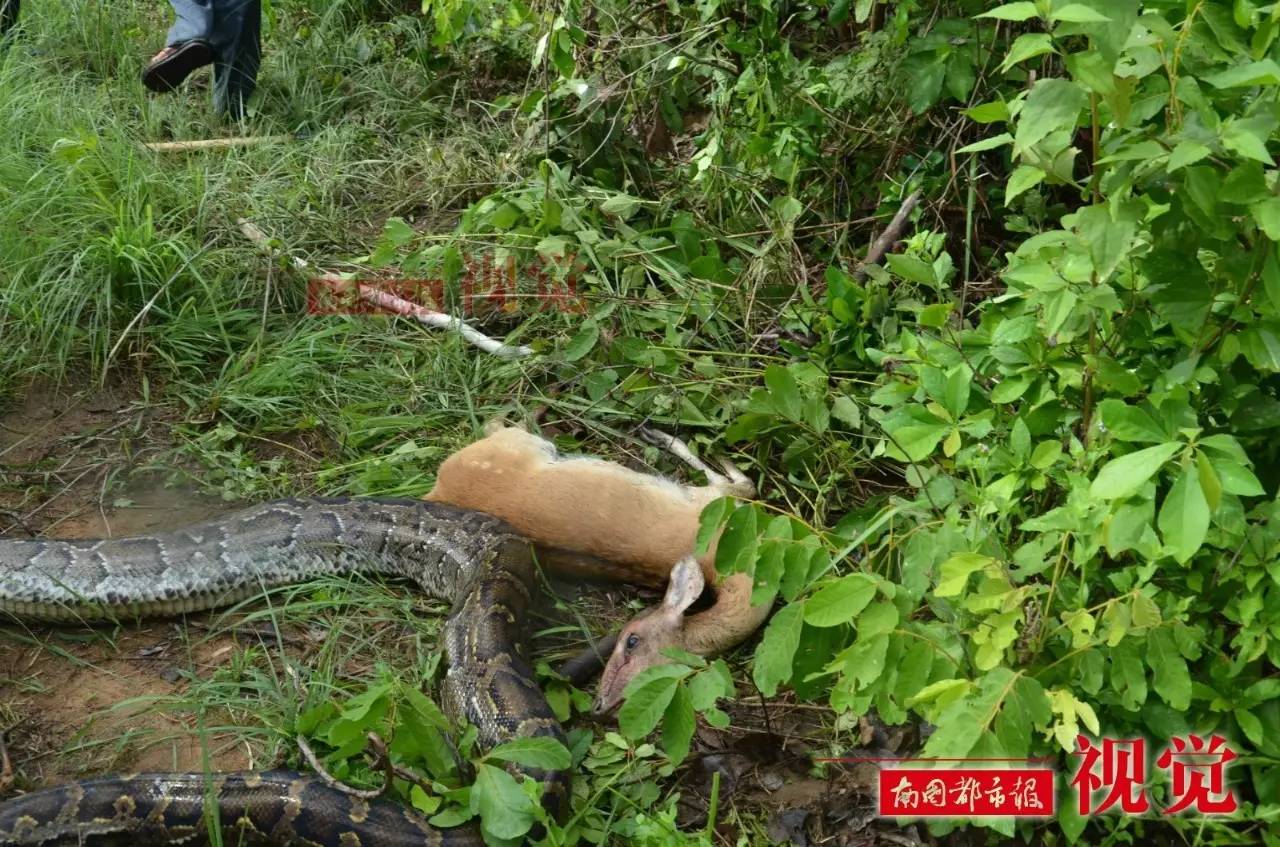屡被食物链顶端的蟒蛇绞杀,海南坡鹿如何蛇口求生?(视频)