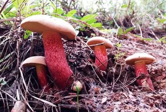 昆明野生菌大量上市价格全面跳水|野生菌|青头菌|价格_新浪新闻