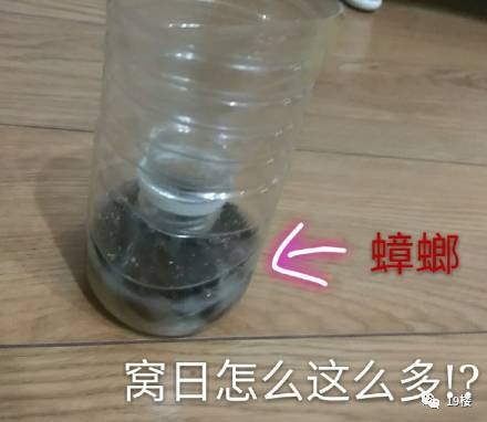 星蓝seirantips:洗洁精和肥皂水用于溶解蟑螂腹部油脂防止爬出,白糖