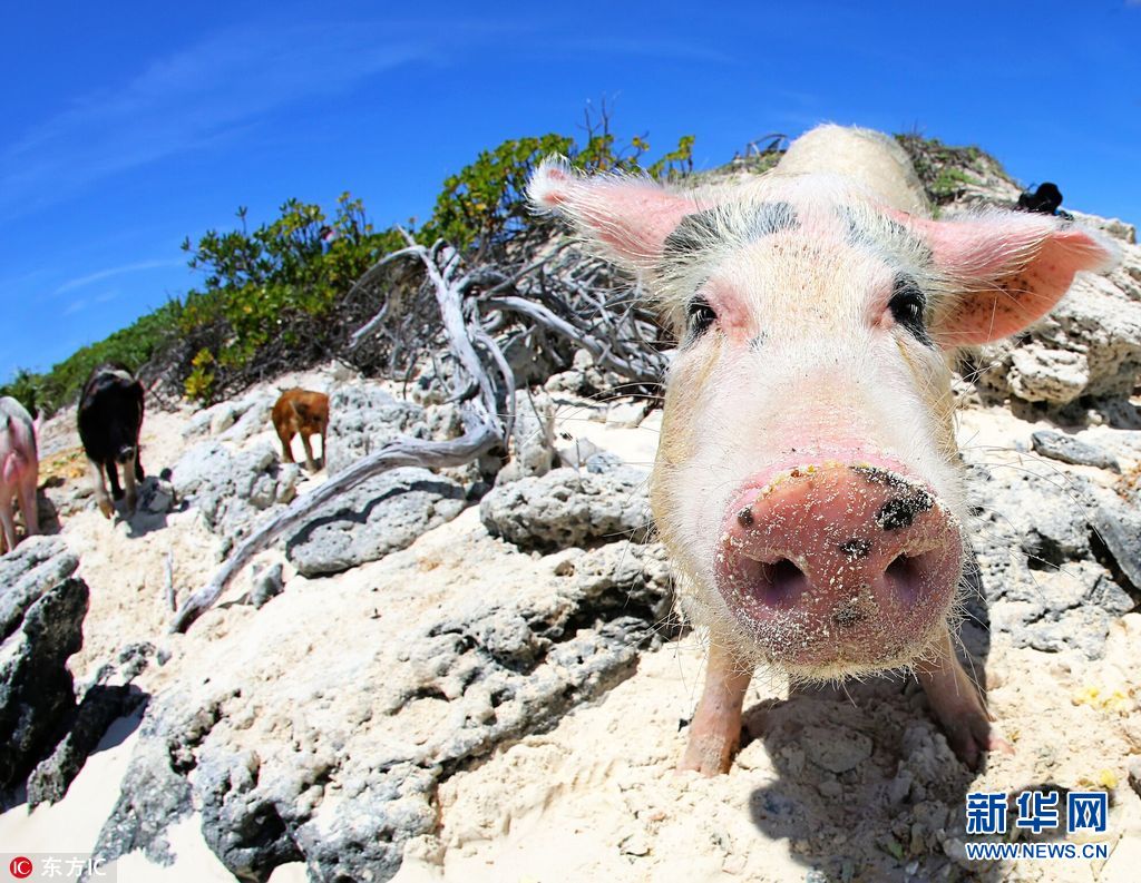 晒晒太阳卖卖萌 巴哈马游泳猪成岛上最红天团(组图)