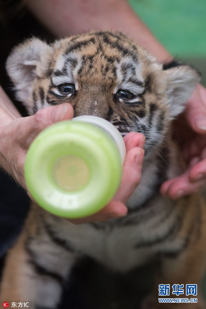 德国动物园新生虎宝宝亮相 呆萌模样惹人爱(组图)