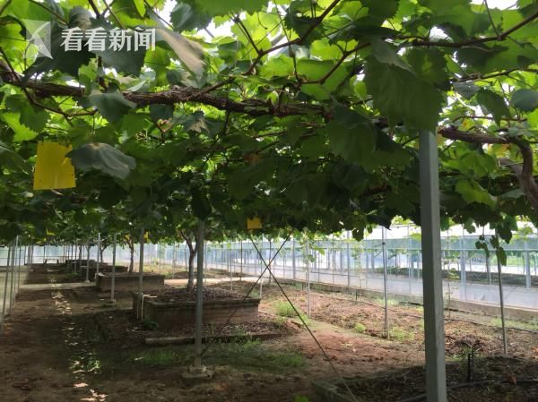 浦东育出葡萄树之王 一棵藤产值超万元