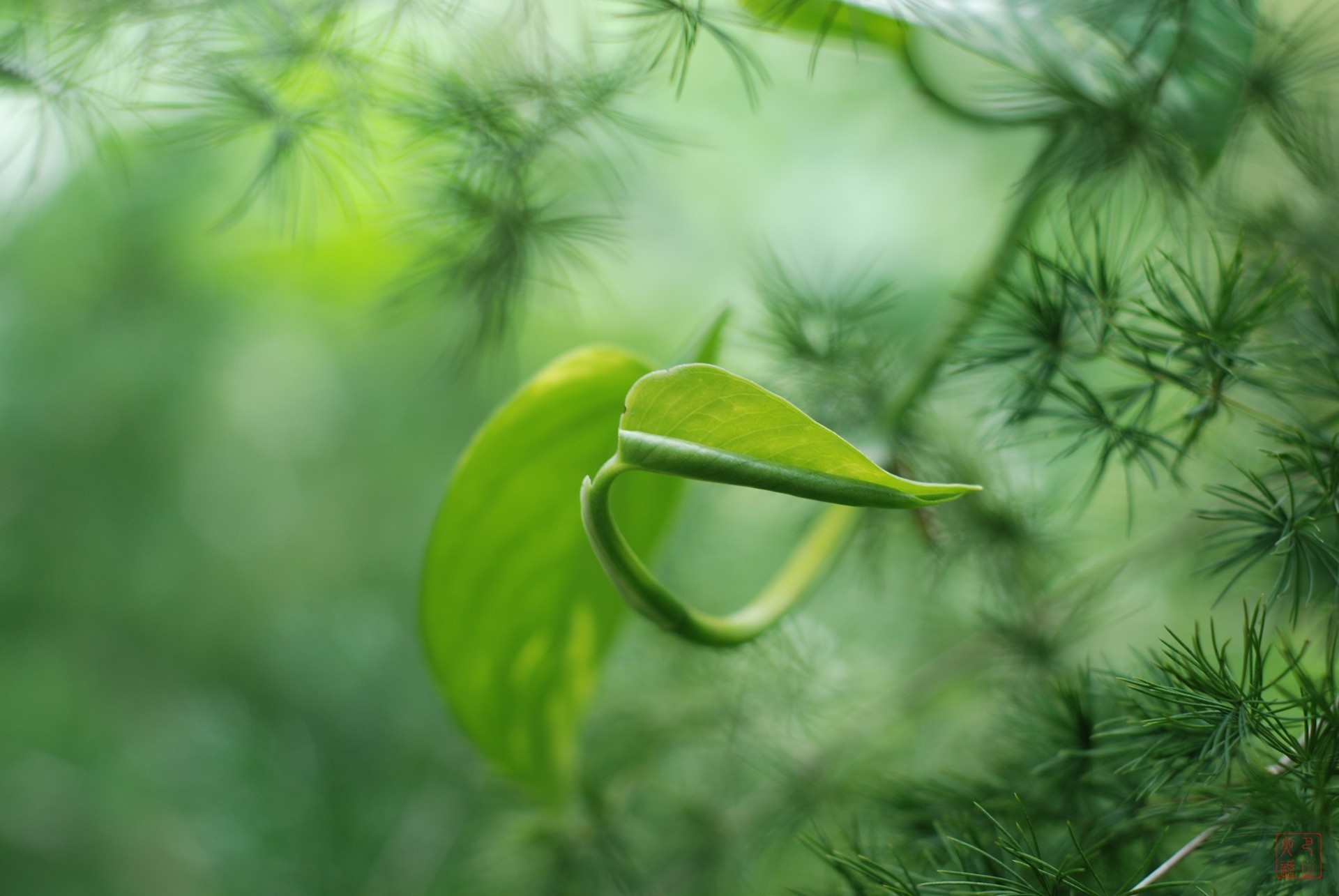 哇这套书基本摸清了深圳植物资源的家底