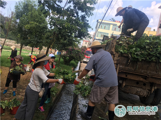 呈贡区回回营社区组织500余人清理河道 改善提升环境