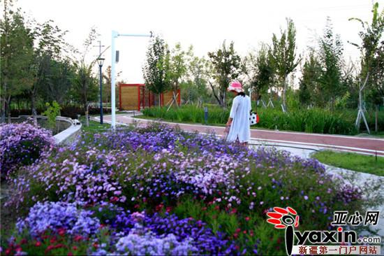 新疆乌苏市体育公园80余万株鲜花盛开喜迎啤酒节