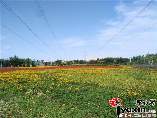 新疆乌苏市体育公园80余万株鲜花盛开喜迎啤酒节