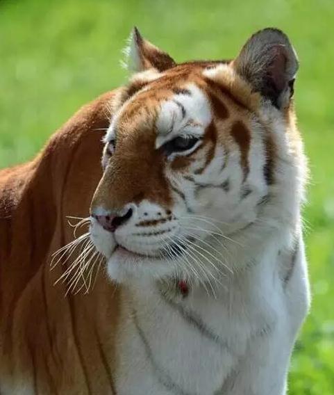 里海虎又名波斯虎,已经灭绝.