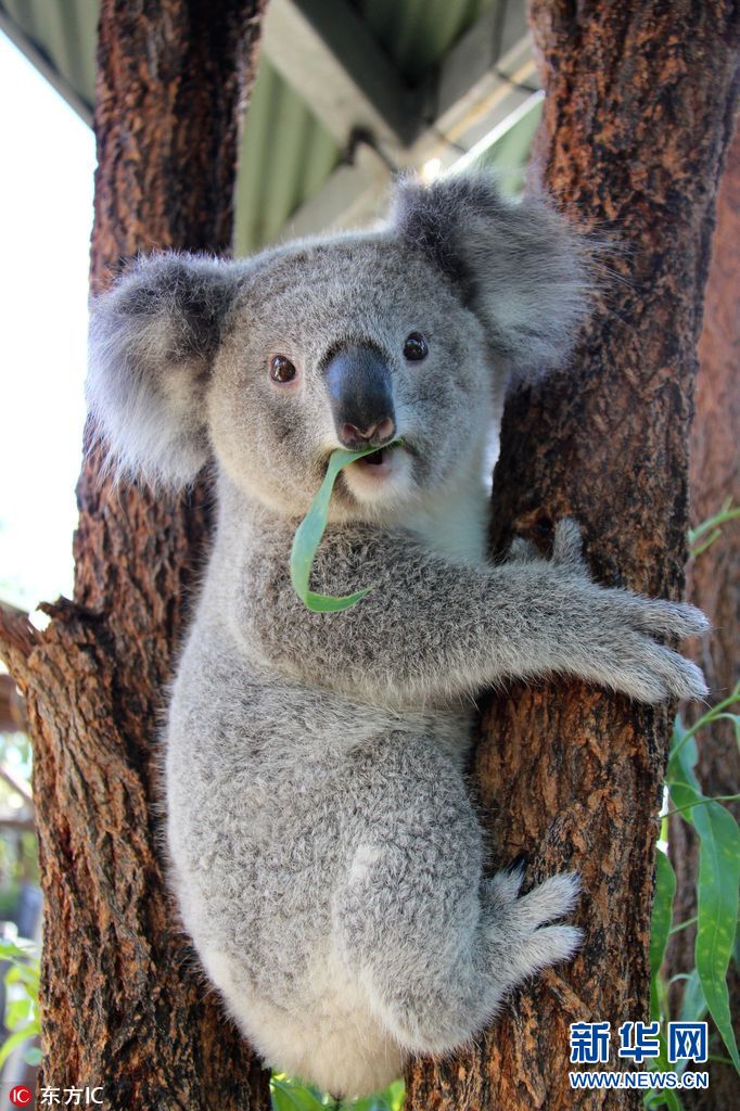 极狐考拉S噪音表现如何 底盘调校是否出色