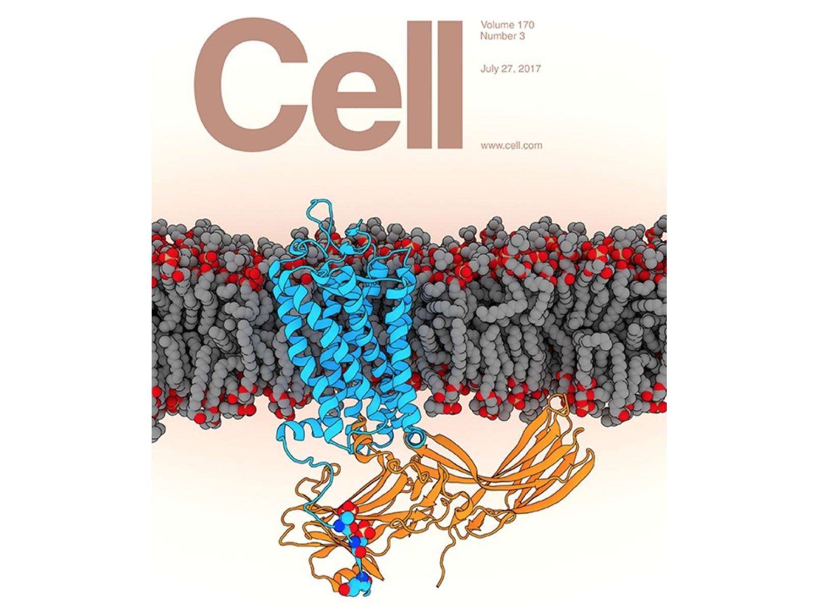 世界科学领域的又一个"中国日"|cell|科研|论文_新浪科技_新浪网