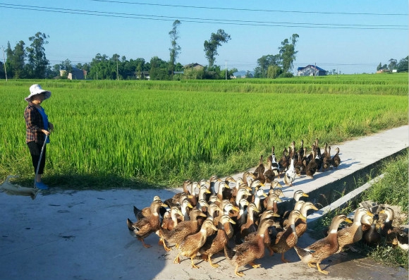 梁平区安胜镇稻田养鸭促农增收