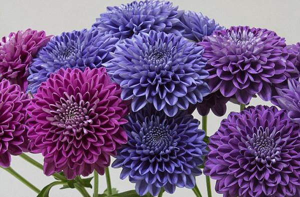 美!日科学家历时13年培育出全球首株蓝色菊花