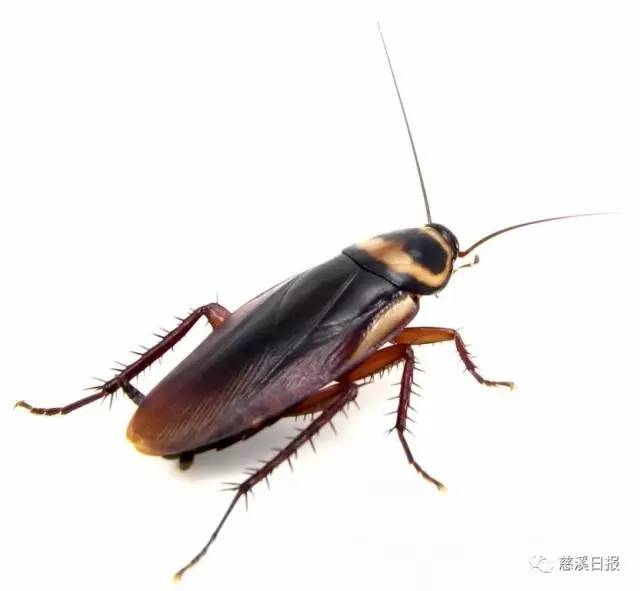 伍医生认为,这次刘阿姨右眼长"线虫",可能与她接触的环境有关,如蟑螂