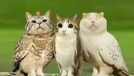 养一只和猫一样萌的猫头鹰当宠物是什么体验?