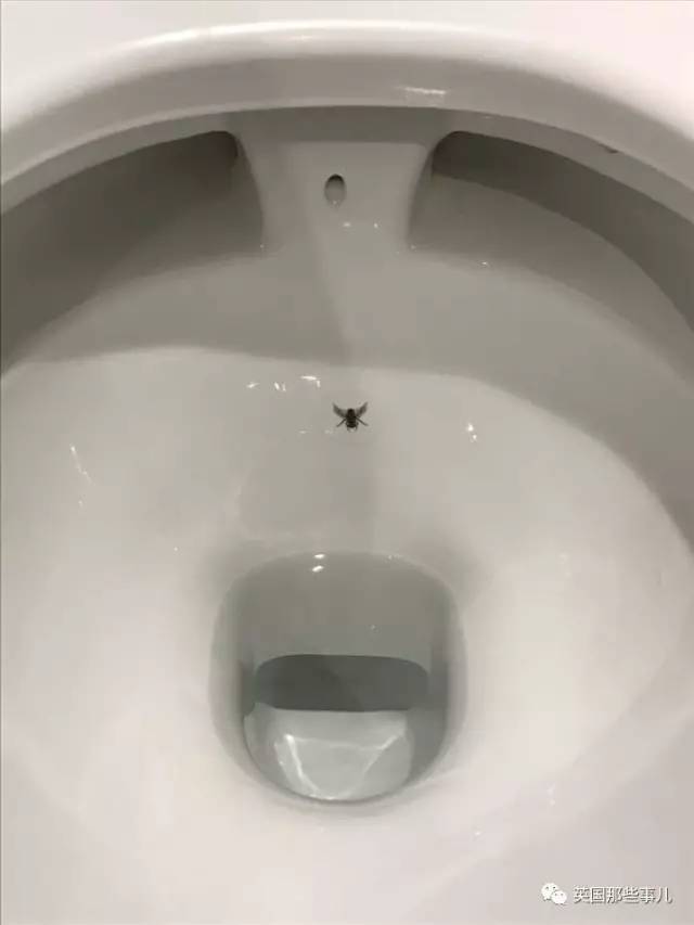 澳洲的马桶英国高尔夫球场的闯入者.