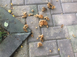 法国梧桐飘絮,市民称过敏难耐