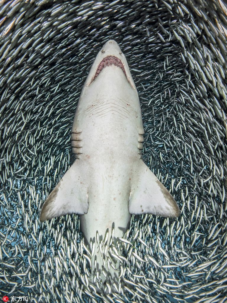 虎鲨邂逅风暴般鱼群 场面令人震撼(组图)|摄影师|虎鲨|鱼群_新浪新闻