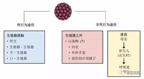 梅毒是什么 它有哪些症状与传播途径
