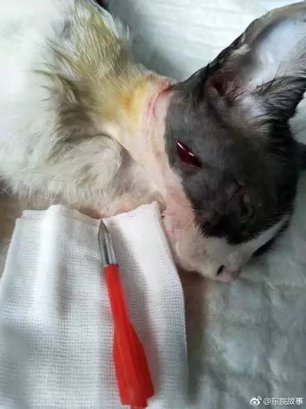 强烈谴责虐猫狂!多只猫咪头部被这种东西给射穿