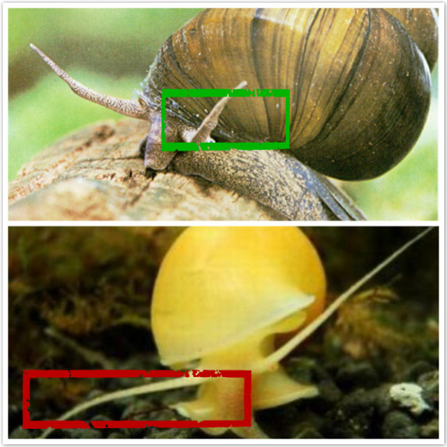 (红框为福寿螺,绿色为田螺)2,田螺的屁股比福寿螺的要尖,身上的螺纹