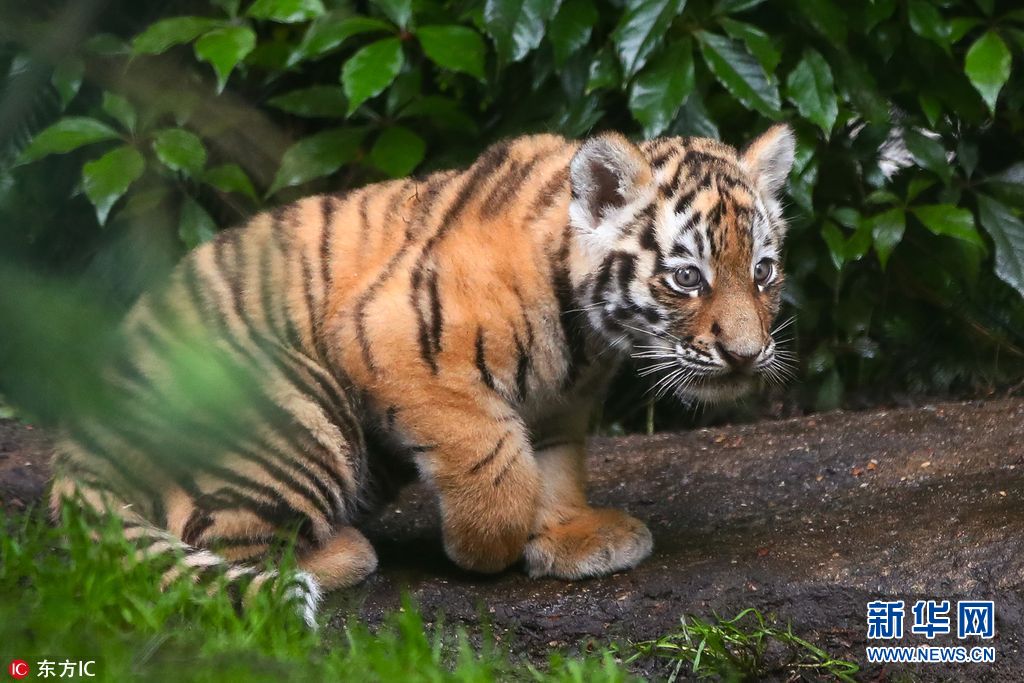德国4只新生虎宝宝在动物园中玩耍 可爱萌萌哒(组图)